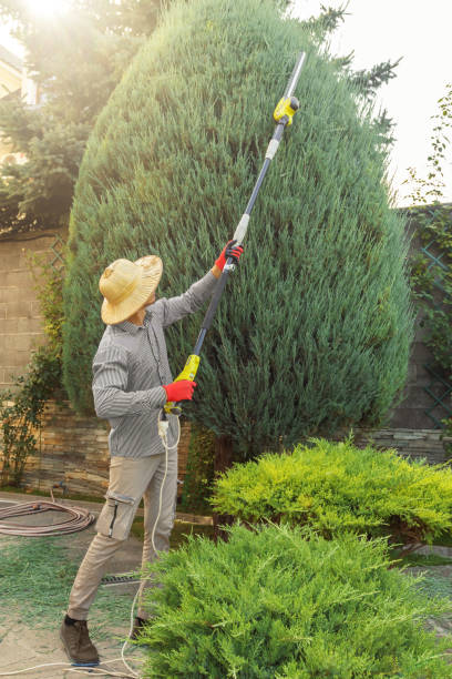 Best Large Tree Removal  in East Atlantic Beach, NY